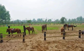 跑马场可以用海沙吗