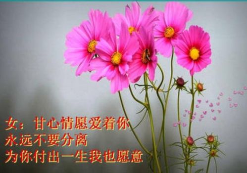 心甘情愿的意思