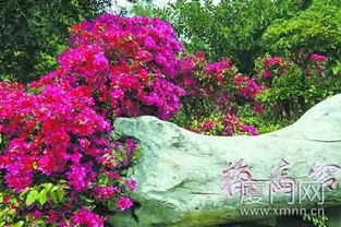 三角梅的作文，三角梅的作文400字,(观察作文)