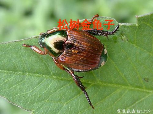 松树金龟子，松树金龟子提出你不懂的问题并试着解决