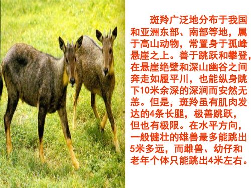 斑羚飞渡主要内容
