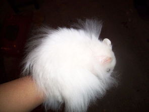 西施熊怎么养比较好?在喂养的时候有哪些是需要特别注意的呢?_百度知 