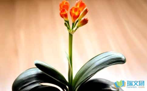 描写君子兰的作文