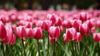 郁金香花，郁金香花期多长