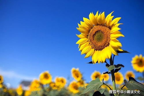 生命只有一次经典语录，生命只有一次经典语录,要活得