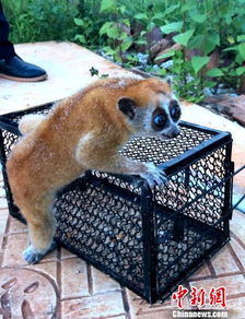 一级保护动物有哪些