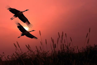 在天愿作比翼鸟,在地愿为连理枝,什么意思?