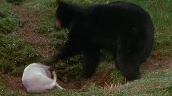 中世纪圣弗朗西斯?