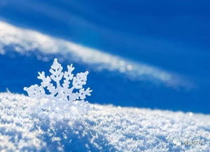 假如我是一片雪花,我会飘到哪里去?