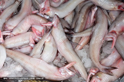 豆腐鱼又叫龙头鱼吗?