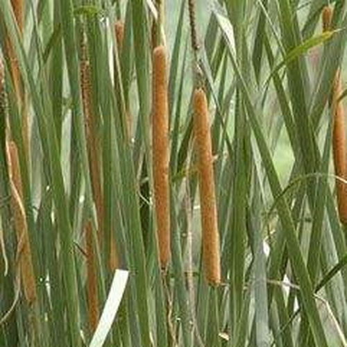 菖,这字怎么读