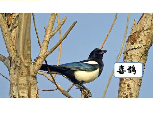 枫树上的喜鹊