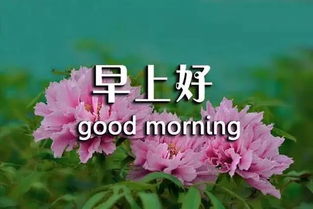 早上好的说说?