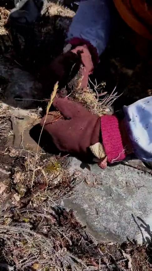 土生土长的意思是什么 土生土长的解释