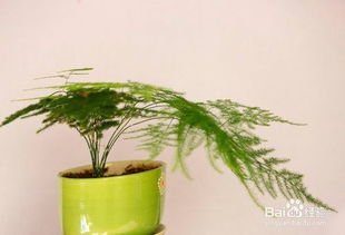 怎样养文竹，怎样养文竹更茂盛
