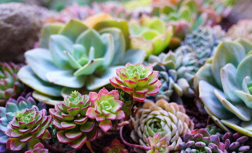 新手如何养多肉植物，新手如何养多肉植物在线问专家