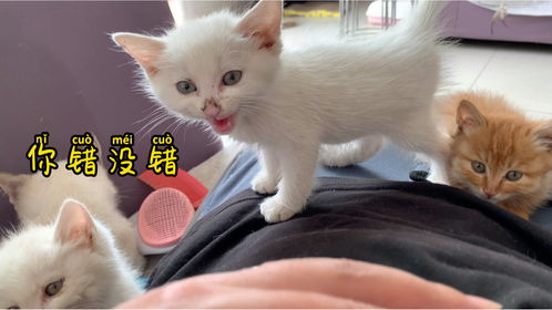 巧虎怎么样?