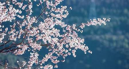 想知道春风对什么?