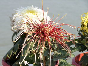 中秋菊开打一个四字成语