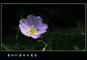 花带来的美好心情说说，花带来的美好心情说说百合花