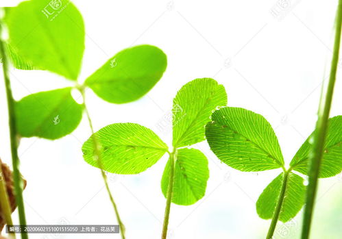 草绿，草绿色怎么调
