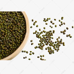 绿豆种子是怎样发芽的?
