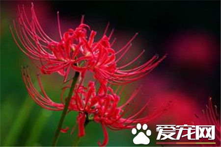 彼岸花的传说是什么?