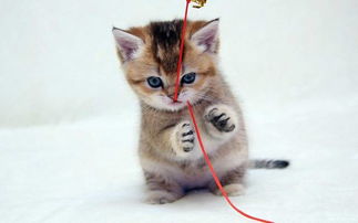 金银铜铁打一城市名