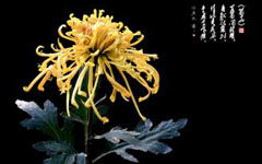 菊花的作文300字，菊花的作文300字3年级