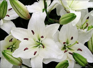 百合花的功效，百合花的功效和特点