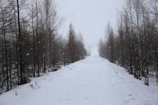 鹅毛大雪造句 怎么用鹅毛大雪造句