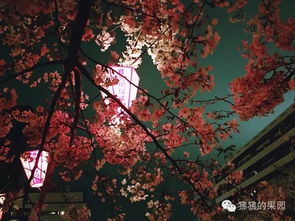 桜色舞うころ 的日语歌词 以及罗马拼音。