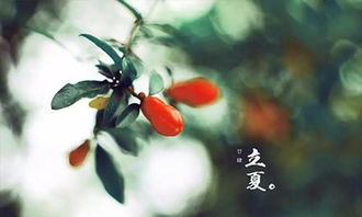立夏要吃什么 适合立夏吃的食物