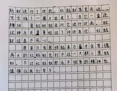 观察小蚂蚁作文