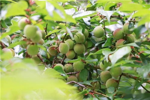 梅子什么时候成熟季节