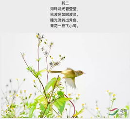 描写鸟的古诗句