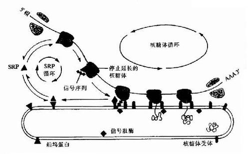 的作用，的作用是