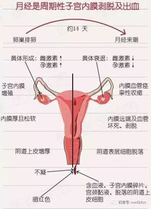 女人为什么要来大姨妈?