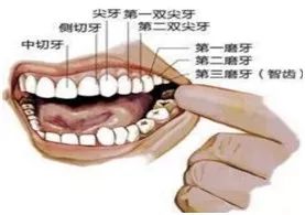 人为什么长智齿牙，人为什么长智齿牙百度百科