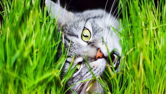 猫吃草是怎么回事