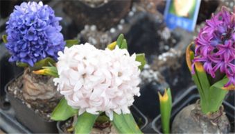 风信子的花语是什么