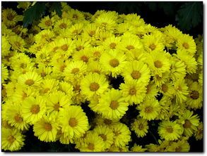 菊花的花语是什么