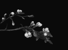 一念花开是什么意思