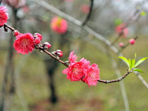 桃红又是一年春，桃红又是一年春全诗
