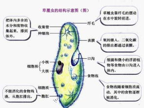 草履虫结构图，草履虫结构图手绘