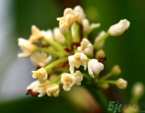 桂花一年开几次花
