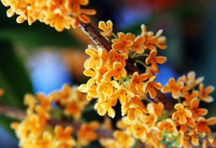 桂花一年开几次花，四季桂花一年开几次花