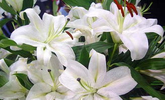 百合花一般送几朵，百合花一般送几朵教师节