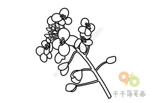 油菜花怎么画简单又好看