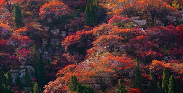 临朐县景点